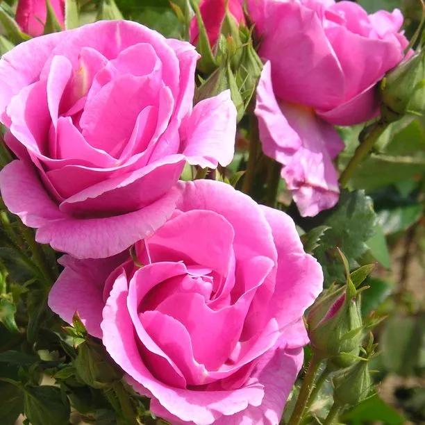 Lucky Floribunda Rose (Rosa Lucky)
